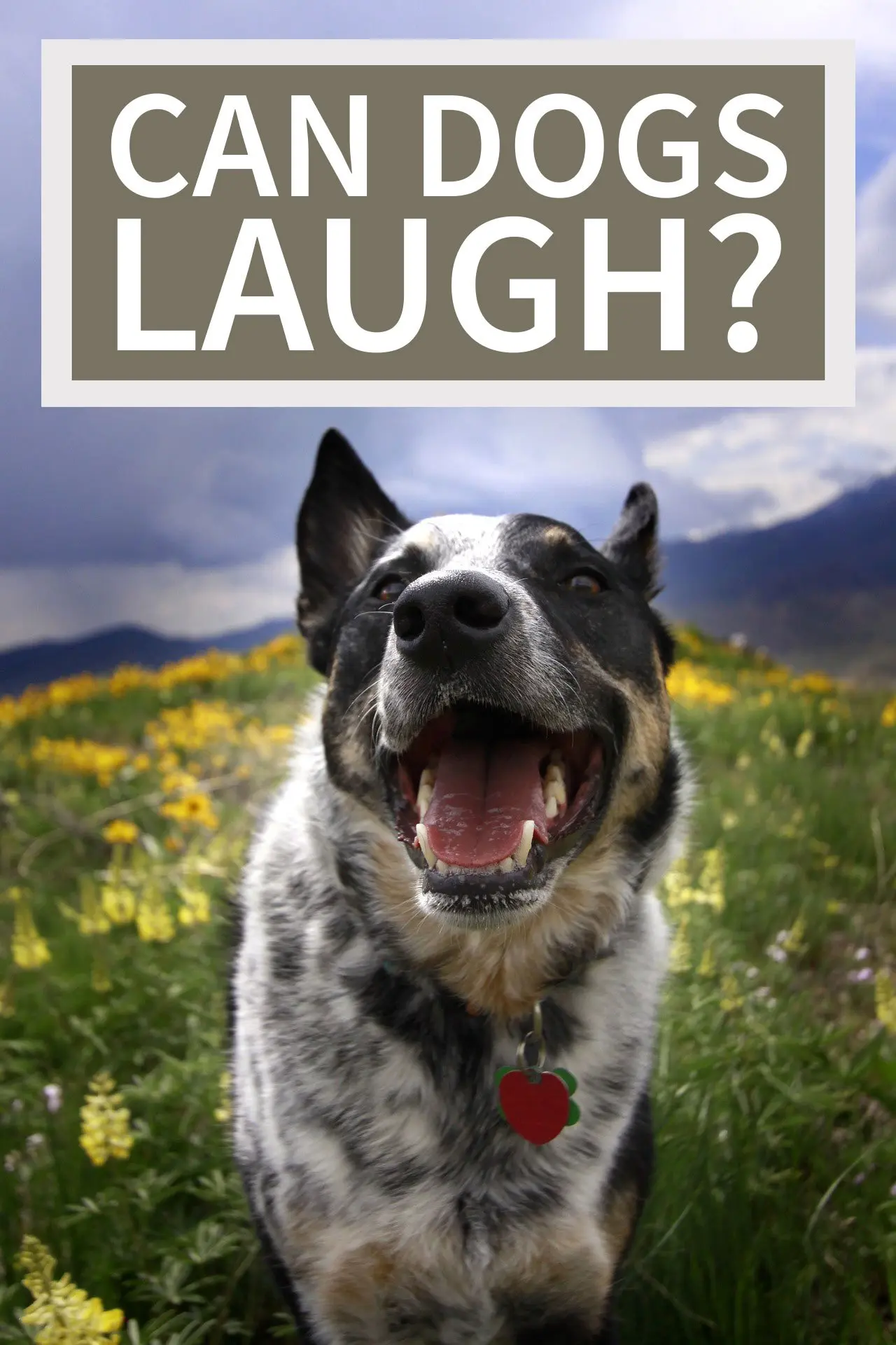 can dogs laugh