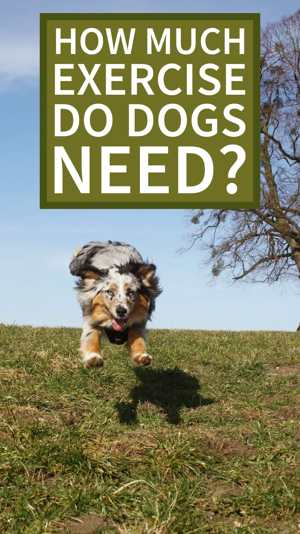 how much exercise dogs need