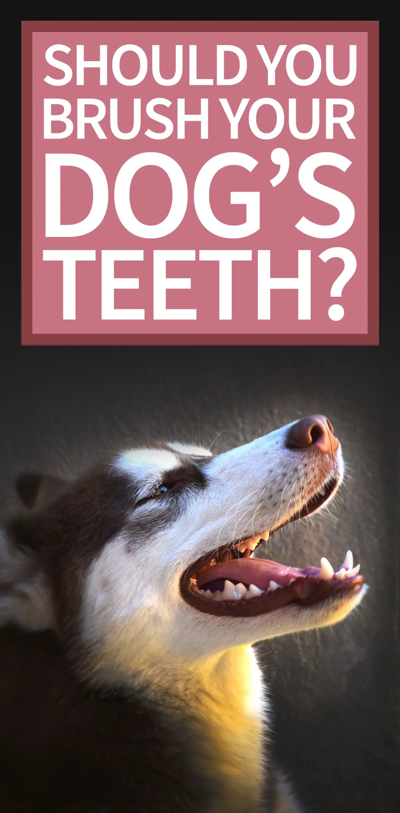 should you brush dog teeth?
