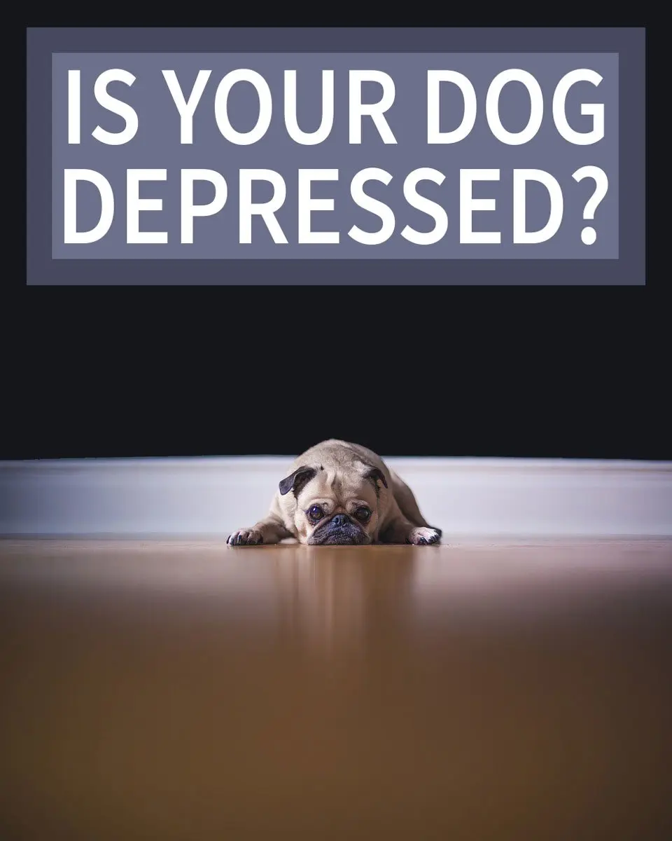 depressed dog