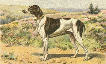 Braque du Puy illustration