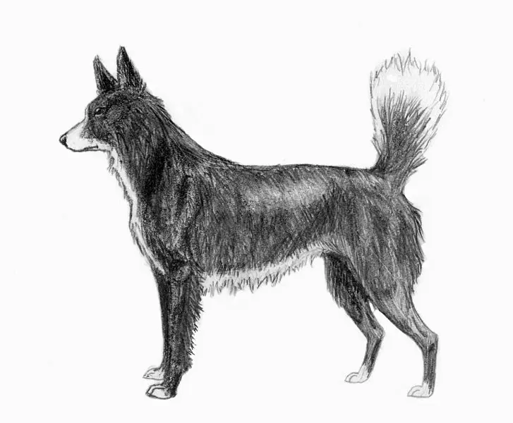 Tahltan Bear Dog sketch