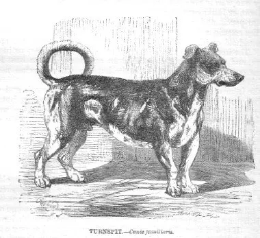 turnspit dog drawing