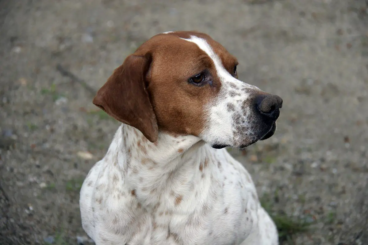 English Foxhound 7 Facts You Need To Know I Dream Of Doggies