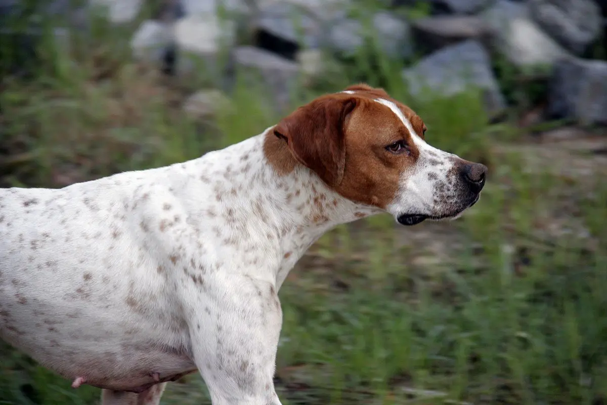English Foxhound 7 Facts You Need To Know I Dream Of Doggies