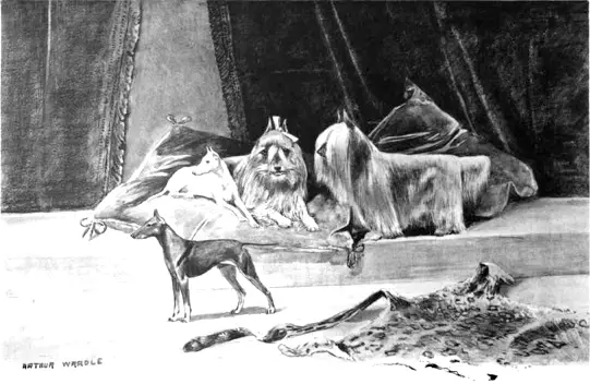 Paisley Terrier Illustration