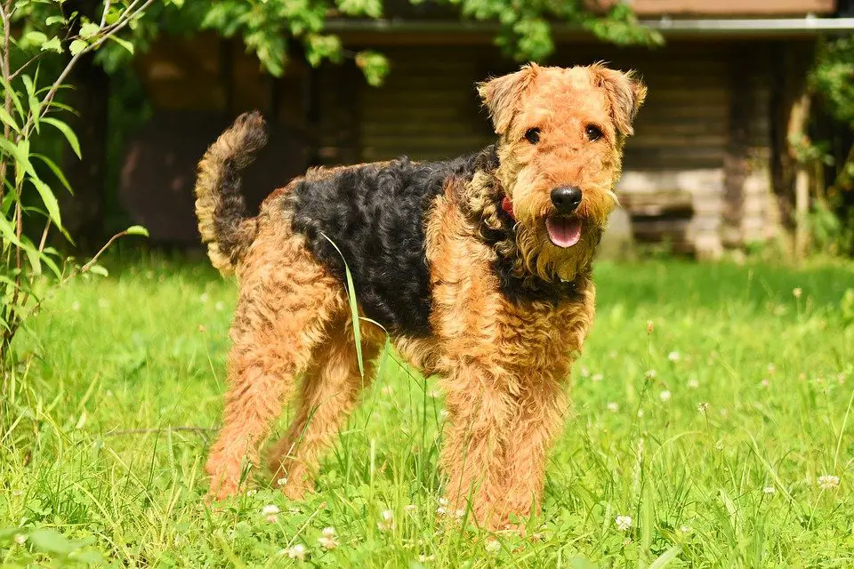Airedale Terrier good family dog