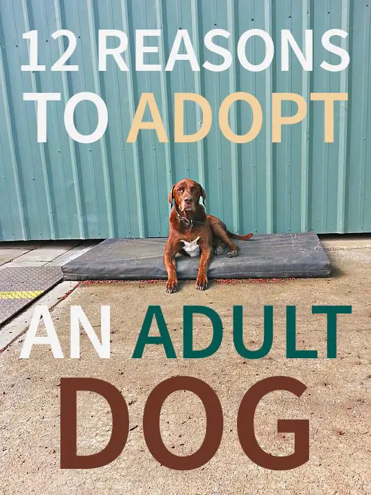 adopt an adult dog