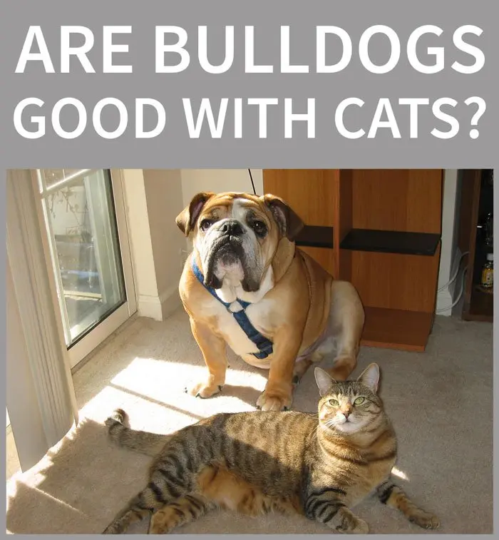 are bulldogs good with cats