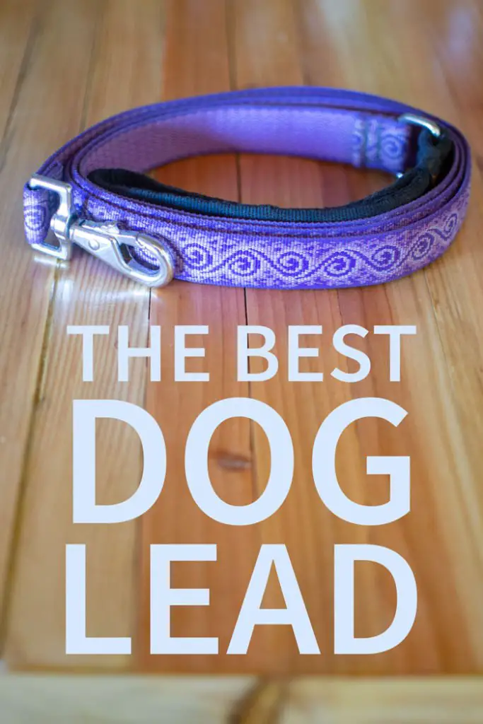 best dog lead