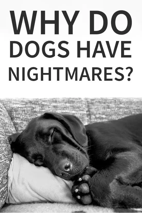 why do dogs have nightmares?