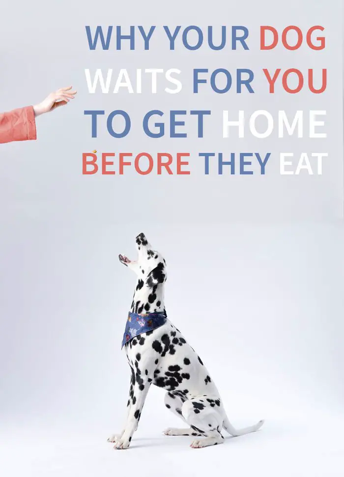 Why your dog waits for you to eat
