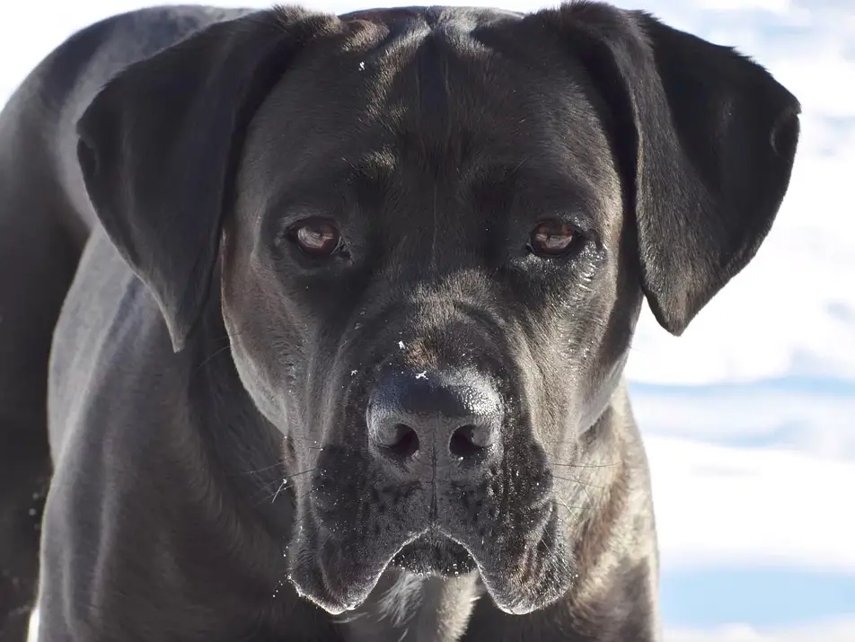 Young Cane Corso in the cold