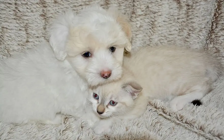 A Havanese and cat snuggling