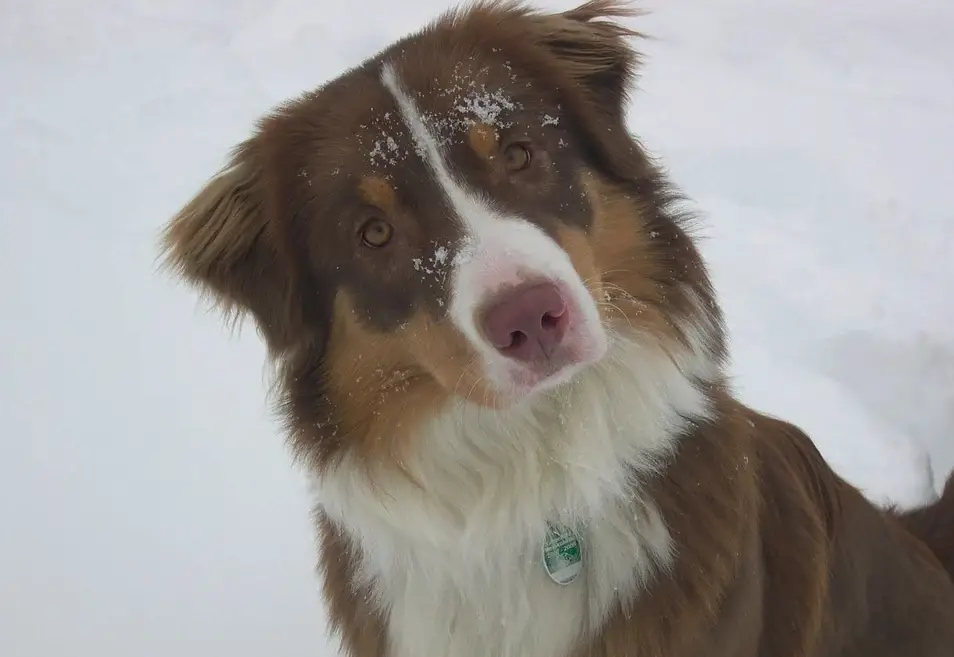 Can Australian Shepherds Have Short Hair? (Yes, and It's OK) - I Dream