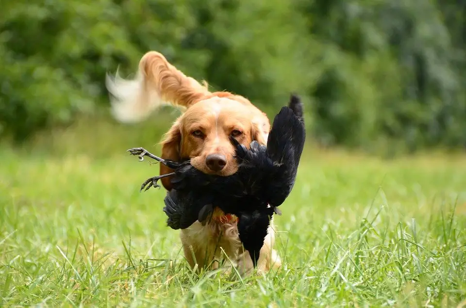 Golden Retriever with a quail in its mouth.