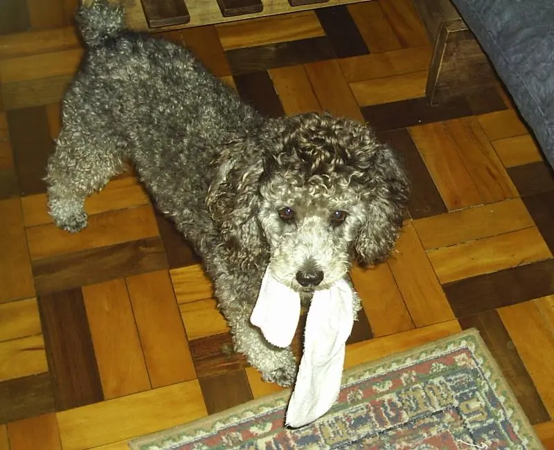 dog with sock in mouth